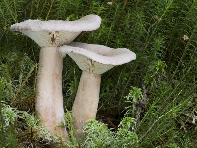 Lactarius helvus